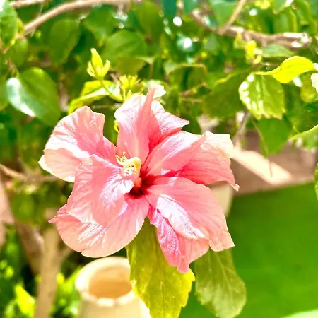 Nura's - Grace Seaside *